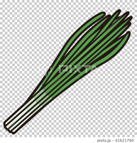 Garlic / cut illustration material Garlic / cut illustration material 81621780