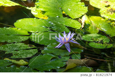 Beautiful Nature Background - Purple Waterlily in Pond Beautiful Nature Background - Purple Waterlily in Pond 81621974
