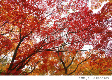 鮮やかな紅葉 81622489