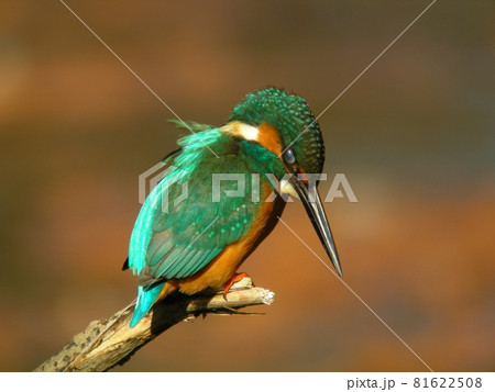 珍しい瞬膜を見せるカワセミ 珍しい瞬膜を見せるカワセミ 81622508