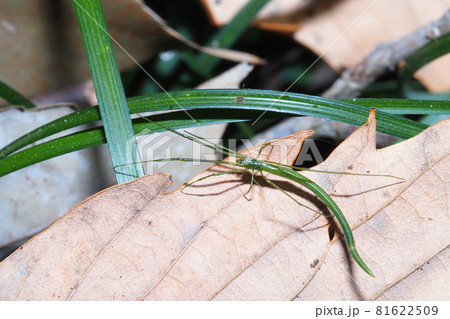 冬のオナガグモ(緑色型) 冬のオナガグモ(緑色型) 81622509