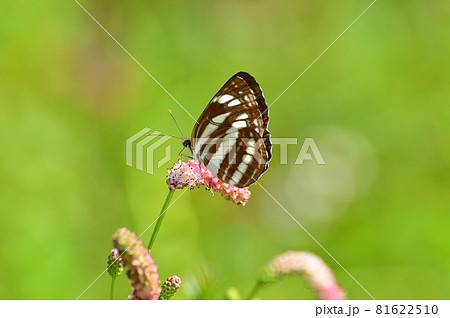 花にとまる蝶 花にとまる蝶 81622510