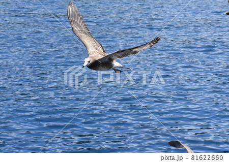 京都府伊根町 81622660