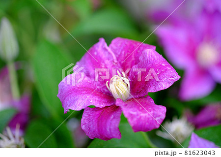 開花したクレマチスの花 81623043