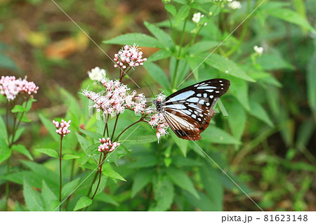 フジバカマの蜜を吸いにきたアサギマダラ 81623148