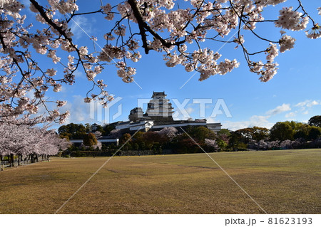 日本の兵庫県の姫路市　世界遺産で国宝でもある姫路城　春の桜と青空と立派な天守閣 81623193