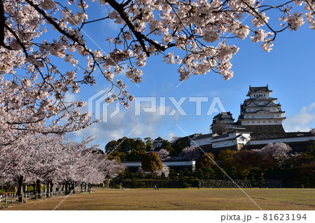日本の兵庫県の姫路市 世界遺産で国宝でもある姫路城 春の桜と青空と立派な天守閣 日本の兵庫県の姫路市 世界遺産で国宝でもある姫路城 春の桜と青空と立派な天守閣 81623194