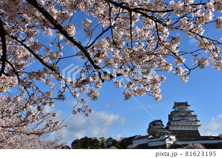 日本の兵庫県の姫路市　世界遺産で国宝でもある姫路城　春の桜と青空と立派な天守閣 81623195