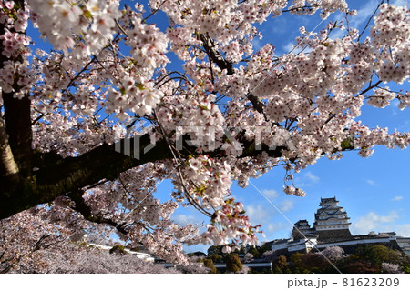 日本の兵庫県の姫路市 世界遺産で国宝でもある姫路城 春の桜と青空と立派な天守閣 日本の兵庫県の姫路市 世界遺産で国宝でもある姫路城 春の桜と青空と立派な天守閣 81623209