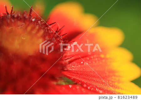 マクロによる夏の花撮影 マクロによる夏の花撮影 81623489