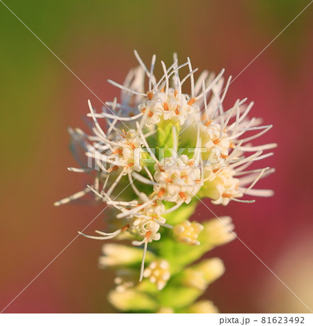 マクロによる夏の花撮影 マクロによる夏の花撮影 81623492