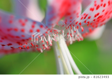 マクロによる夏の花撮影 81623493