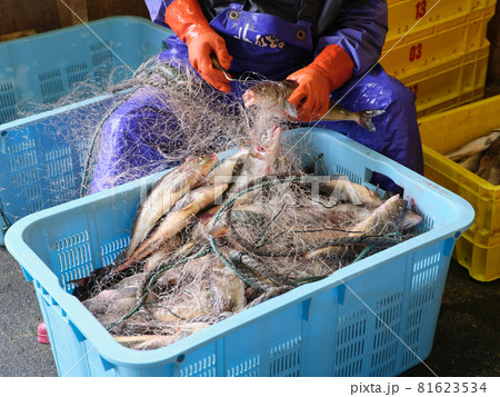 ホッケ漁 ホッケ漁 81623534