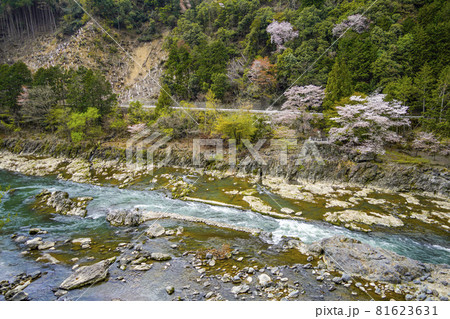 嵯峨野トロッコ列車から望む、春を迎えた保津川沿いの風景。 81623631