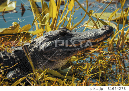 Photograph of an Alligator on land in the Everglades 81624278