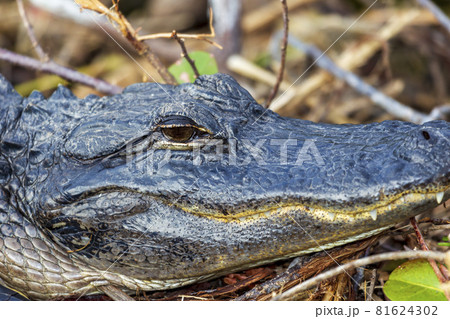 Photograph of an Alligator on land in the Everglades Photograph of an Alligator on land in the Everglades 81624302