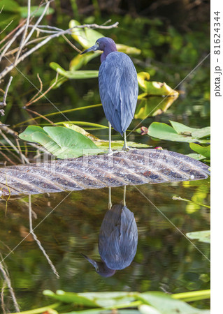 Photograph of a Little Blue Heron bird in the Everglades 81624344