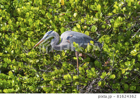 Photograph of a Great Blue Heron bird in the Everglades 81624362