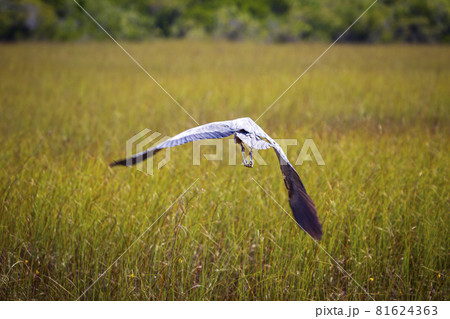Photograph of a Great Blue Heron bird in the Everglades Photograph of a Great Blue Heron bird in the Everglades 81624363