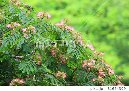 新緑に映えるピンクの合歓の木の花 81624399