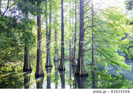 幻想的な落羽松の森（福岡県糟屋郡篠栗町 篠栗九大の森） 81624508