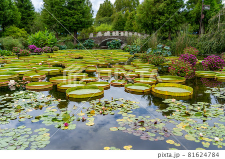 滋賀県草津市 水生植物公園みずの森のウォーターガーデン花影の池の写真素材