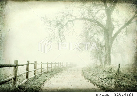 foggy autumn scene 81624832