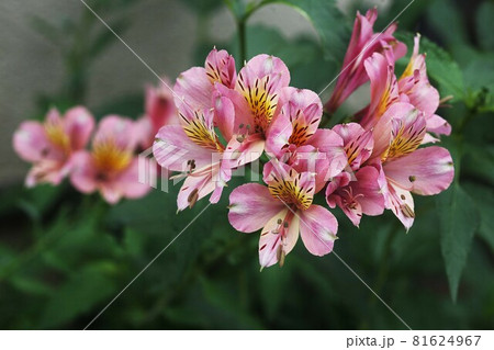 アルストロメリア 薄紅色の花 アルストロメリア 薄紅色の花 81624967