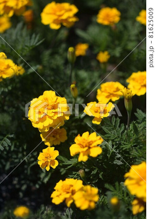 マリーゴールド　黄色い花 81625009