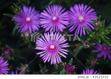 マツバギク　紅紫色の花 81625010
