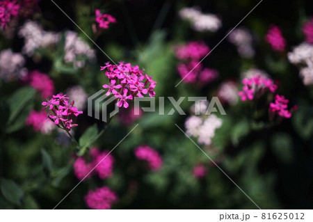 シレネ 紅と白色の花の写真素材