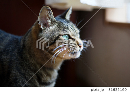 表情に怒りと憤りを滲ませる猫 81625160