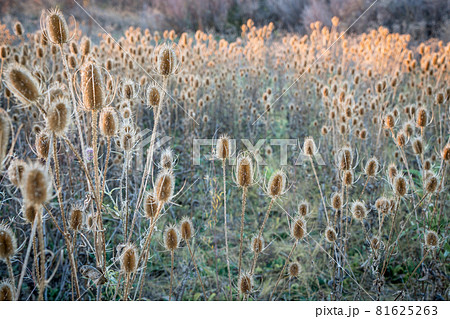 dry thistle field at fall sunset 81625263