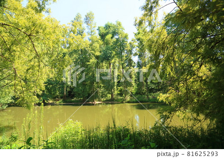 メタセコイアの森 81625293