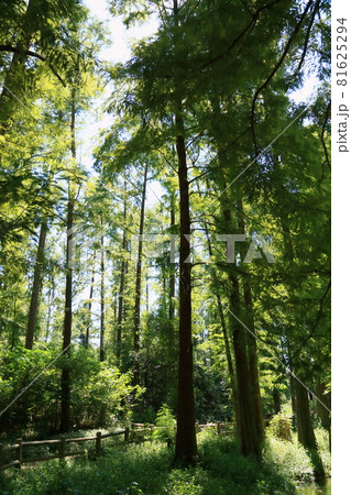 メタセコイアの森 81625294