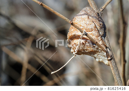 オオカマキリの卵 オオカマキリの卵 81625416