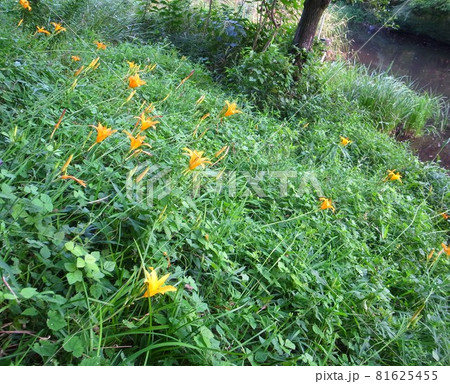 ノカンゾウ 81625455