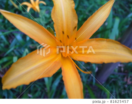 ノカンゾウ ノカンゾウ 81625457