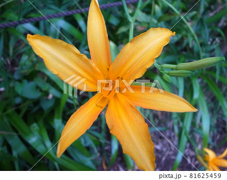 ノカンゾウ ノカンゾウ 81625459