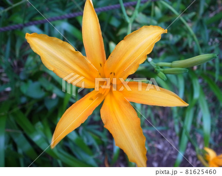 ノカンゾウ 81625460