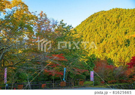 城峯公園　秋の風景　紅葉の季節　　 81625665