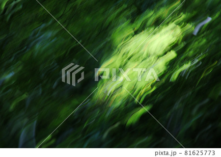 森林のモミジの若葉を揺らして写す 81625773