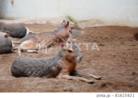 砂場の上で人生を見つめ直すマーラ 81625821