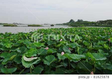 数量限定セール  古代蓮をクローズアップした沼の風景【伊佐沼公園】／埼玉県川越 絵画