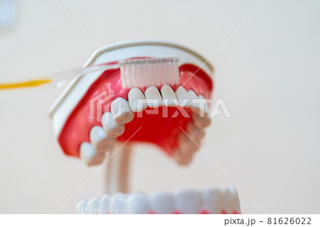 歯ブラシ 歯ブラシ 81626022