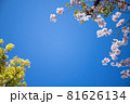 桜の花と青空のシンプルな素材 81626134