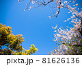 桜の花と青空のシンプルな素材 81626136