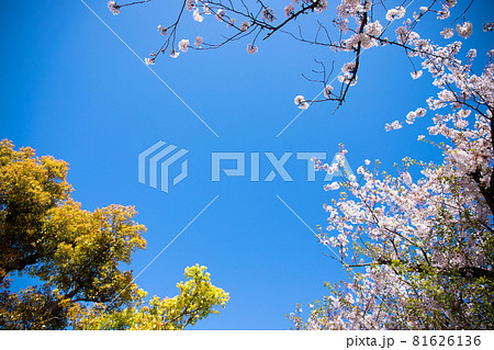 桜の花と青空のシンプルな素材 桜の花と青空のシンプルな素材 81626136