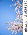 桜の花と青空のシンプルな素材 81626139