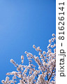 桜の花と青空のシンプルな素材 81626141